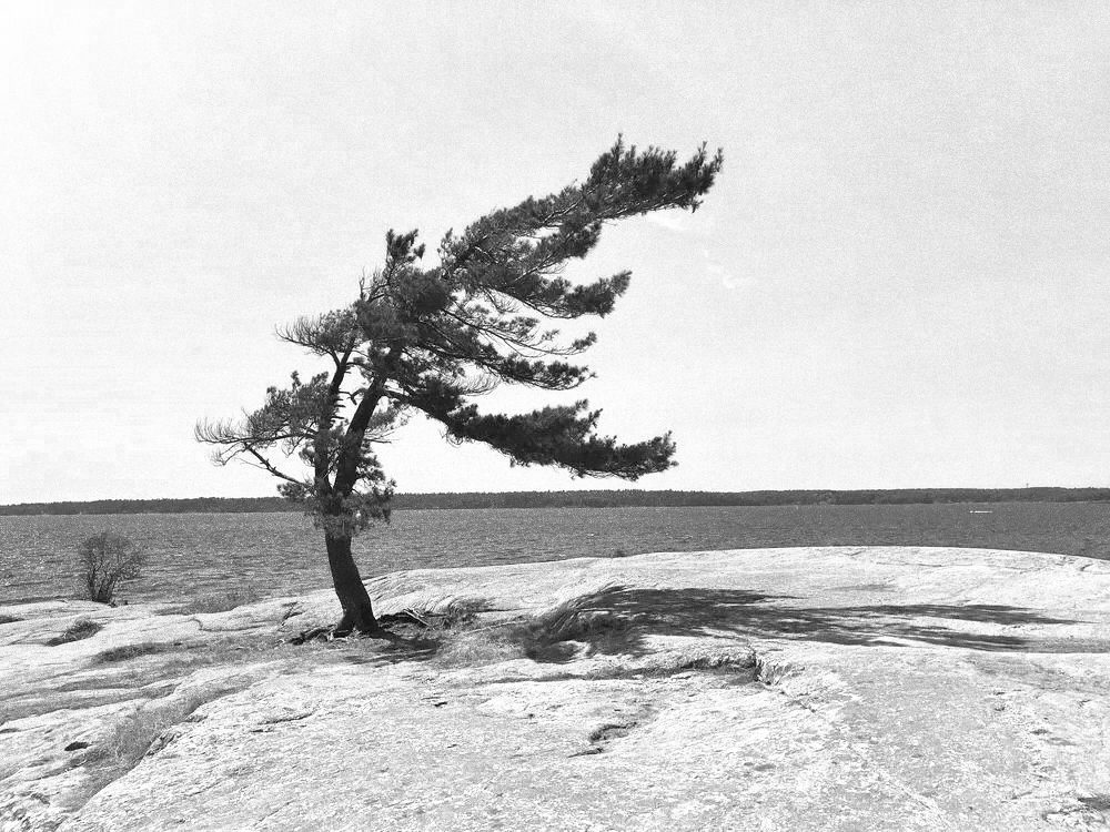 The Windswept tree on a granite shore